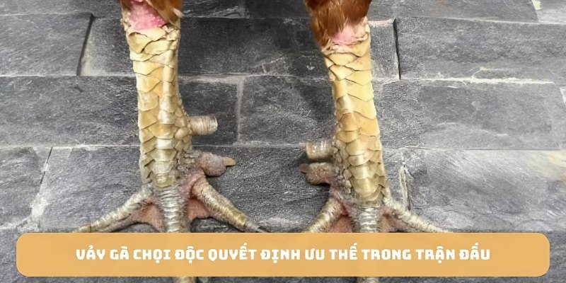 Thông tin cơ bản về vảy gà chọi độc