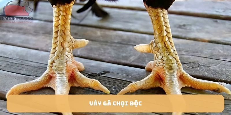 Vảy gà chọi độc